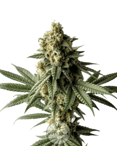 Cheese Cannabis-Samen