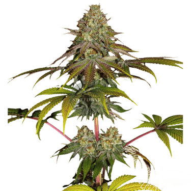 Runtz x Wedding Cake Cannabis-Samen