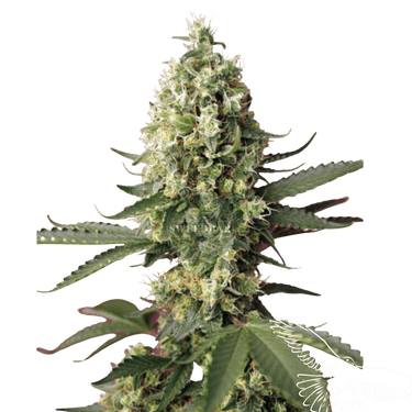 Runtz x Skywalker OG Cannabis-Samen