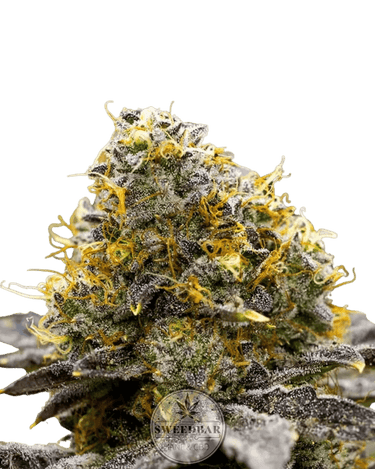 Gelato Ice Cream Cannabis-Samen