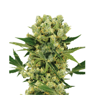 Runtz x Amnesia Cannabis-Samen