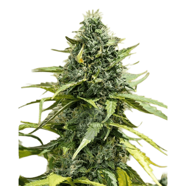 GORILLA XL Auto Cannabis-Samen