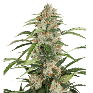 ORANGE BUD Auto Cannabis-Samen