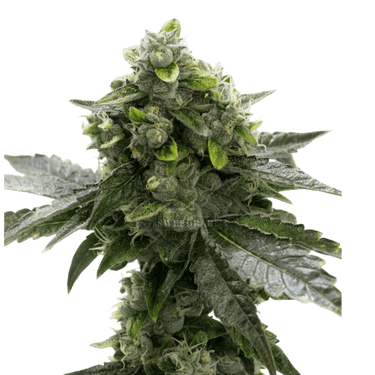 BLACK DOMINA Auto Cannabis-Samen