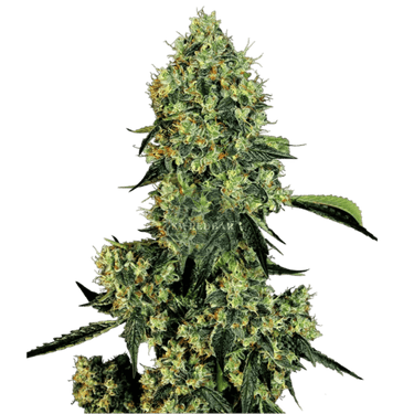 DIESEL Auto Cannabis-Samen