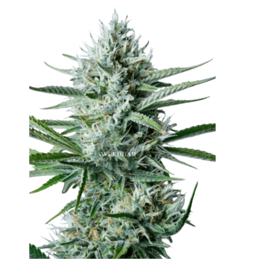 WHITE WIDOW Auto Cannabis-Samen