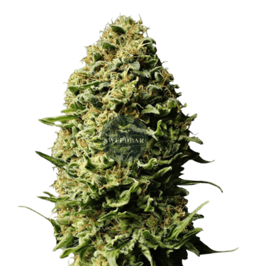 AK47 Auto Cannabis-Samen