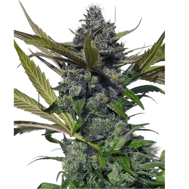 BLUEBERRY Auto Cannabis-Samen