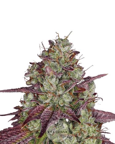 Mimosa Cannabis-Samen