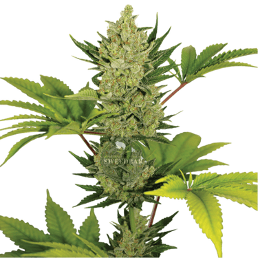 CHEESE Auto Cannabis-Samen