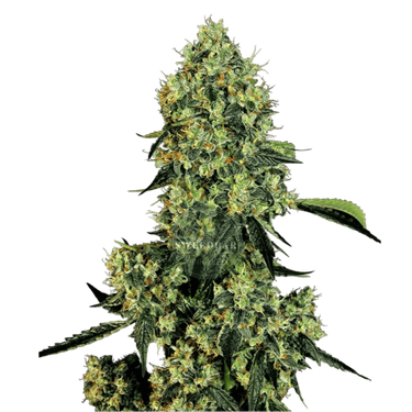 OG KUSH Auto Cannabis-Samen
