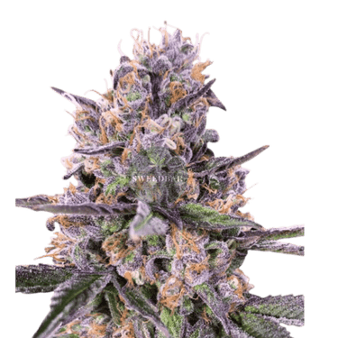 ZKITTLEZ Auto Cannabis-Samen