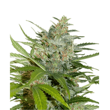 NORTHERN LIGHTS Auto Cannabis-Samen