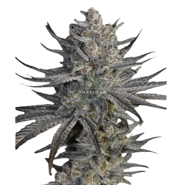 Runtz x Zkittlez Cannabis-Samen