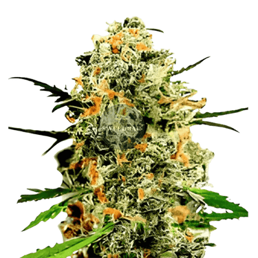 Runtz x Mango Cannabis-Samen