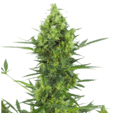 SKUNK Auto Cannabis-Samen