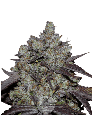 Lemon x Skittlez x Domina Cannabis-Samen