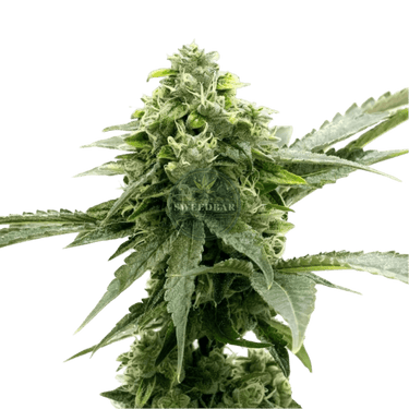 CRITICAL Auto Cannabis-Samen