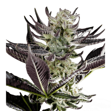 Runtz x Purple Punch Cannabis-Samen