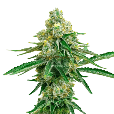 JACK HERER Auto Cannabis-Samen