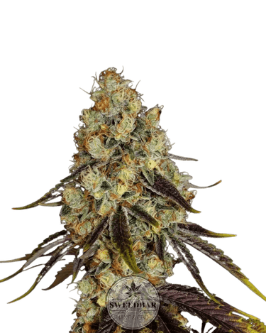 Animal Cookies Cannabis-Samen