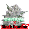 Critical x Black Domina Cannabis-Samen