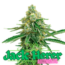 JACK HERER Auto Cannabis-Samen