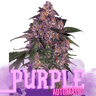 PURPLE Auto Cannabis-Samen