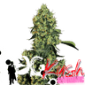 OG KUSH Auto Cannabis-Samen