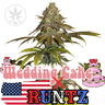 Runtz x Wedding Cake Cannabis-Samen