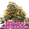 Gelato Ice Cream Cannabis-Samen