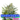 NORTHERN LIGHTS Auto Cannabis-Samen
