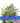 NORTHERN LIGHTS Auto Cannabis-Samen