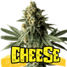 Cheese Cannabis-Samen