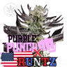 Runtz x Purple Punch Cannabis-Samen