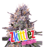 ZKITTLEZ Auto Cannabis-Samen