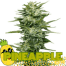 Pineapple Cannabis-Samen