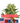 Runtz x Amnesia Cannabis-Samen