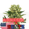 Runtz x Amnesia Cannabis-Samen