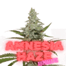 AMNESIA HAZE Auto Cannabis-Samen