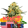 Runtz x Mango Cannabis-Samen