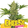 CHEESE Auto Cannabis-Samen