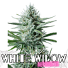 WHITE WIDOW Auto Cannabis-Samen