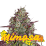 Mimosa Cannabis-Samen