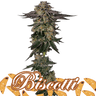 Biscotti Cannabis-Samen