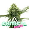 CRITICAL Auto Cannabis-Samen