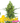 SKUNK Auto Cannabis-Samen