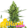 SKUNK Auto Cannabis-Samen