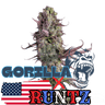 Runtz x Gorilla Cannabis-Samen