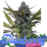 BLUEBERRY Auto Cannabis-Samen